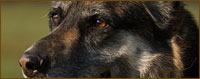 Balu
