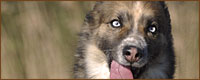 Balu