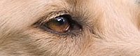Balu