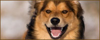 Balu